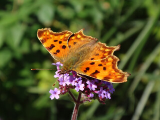 Comma butterfly (Polygonia c-album) feeding on pink verbena flowers