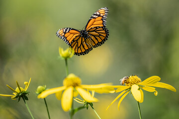 Monarch Butterfly (Danaus plexippus) landing on yellow wildflower