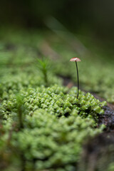 A small mushroom growing in moss.
