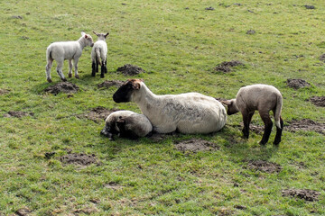 Obraz premium Buildings, historical and artistic structures of the city