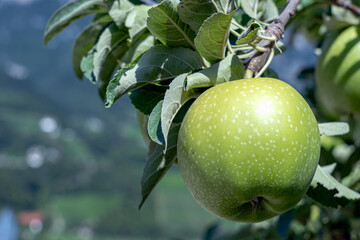 Apple granny smith variety in South Tyrol, Italy