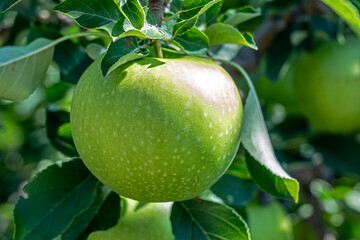 Apple granny smith variety in South Tyrol, Italy