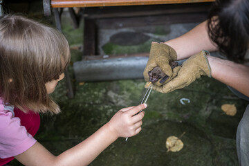 Baby girl feeding bat held in hand.
