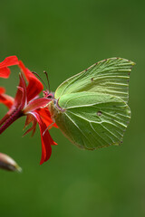 Yellowtail butterfly on a red pelargonium flower.
