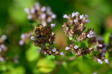 A primrose fly on a motherwort flower.
