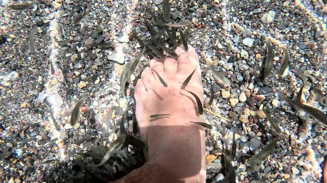 peque&ntilde;os pescaditos comiendo piel muerta de pies de un hombre en manantial de agua clara