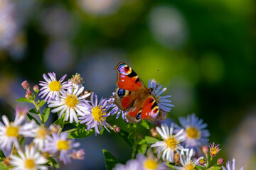 Selective focus of small European Peacock butterfly on purple blue flowers, Colourful butterfly Aglais io on European Michaelmas-daisy (Bergaster) Aster amellus, Asteraceae, Nature floral background.