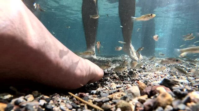 peque&ntilde;os peces nadando en manantial de agua clara