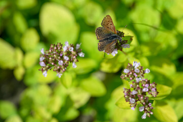 A female blue butterfly on a motherwort flower.
