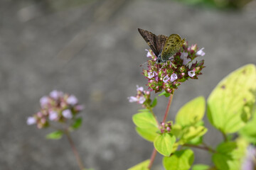 A female blue butterfly on a motherwort flower.
