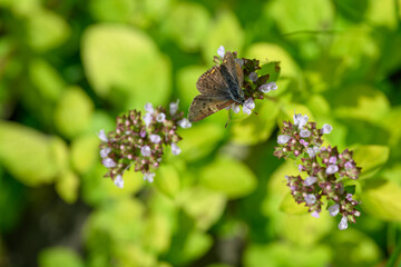A female blue butterfly on a motherwort flower.
