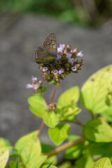 A female blue butterfly on a motherwort flower.
