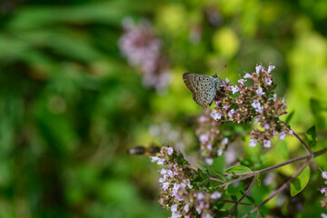 A female blue butterfly on a motherwort flower.

