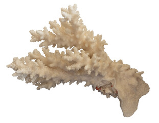 Sea coral fossil structure, isolated image on transparent background