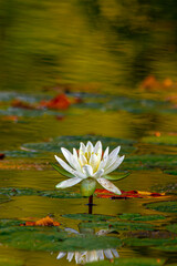 water lily in the pond