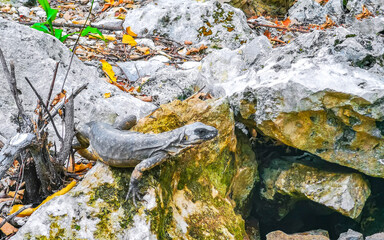Iguana on a rock in the jungle in Mexico.
