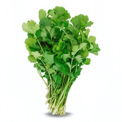 Fototapeta premium Fresh cilantro bunch ready for culinary use in home cooking, ideal for garnishing dishes and enhancing flavors