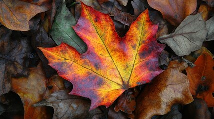 A vivid autumn leaf displaying bright red and yellow hues lies atop a collection of brown and orange leaves, signaling the change of seasons with striking beauty and natural artistry.