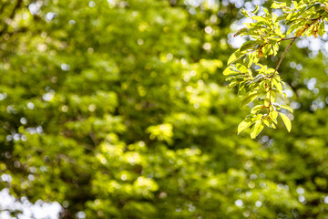 green tree twig close up and blurred lush foliage