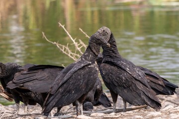 vulture in the water