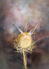 close up of a plant