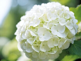 A close-up of vibrant white hydrangea blossoms in a sunny garden during late spring