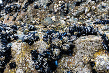 Mytilidae Molluscs and Barnacles on a Beach in Brittany, France