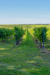 Naklejka premium Rows of Green Vines Stretching Across the Vineyard