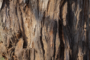 tree bark
