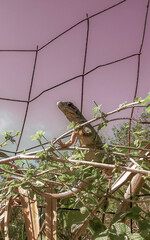 Iguana on fence in the jungle in Mexico.