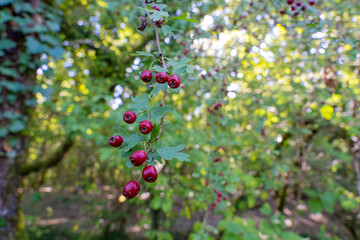 Hawthorn Tree with Small Red Berries in a Woodland Setting