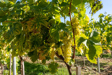 White Grapes Ripening on Trellised Vines in a Sunlit Vineyard