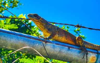 Iguana on fence in the jungle in Mexico.