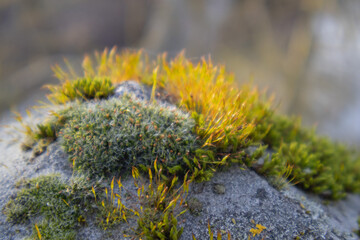 moss