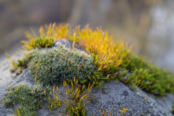 moss