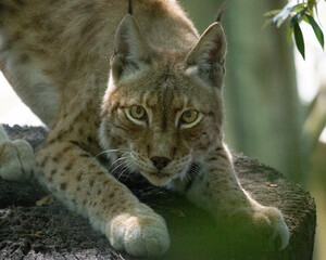 Lince Europeu em Postura de Caça na Floresta