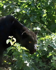 Pantera Negra em Meio à Vegetação Densa © marco
