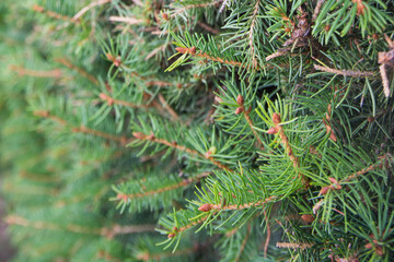 Background. Christmas fir tree branch