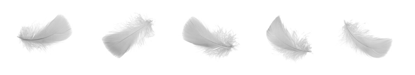 white goose feathers on a white background © Krzysztof Bubel