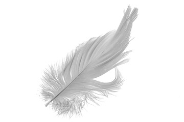white goose feathers on a white background