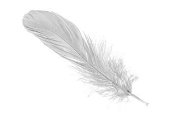 white goose feathers on a white background