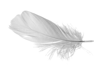 white goose feathers on a white background