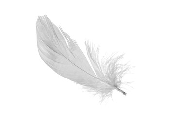 Obraz premium white goose feathers on a white background