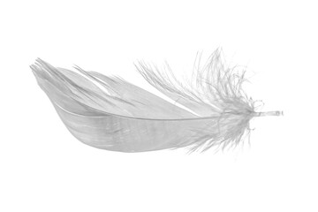 white goose feathers on a white background