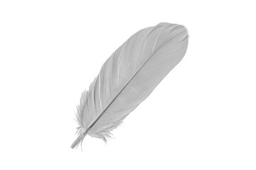 white goose feathers on a white background