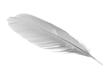 white goose feathers on a white background