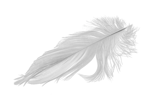 white goose feathers on a white background