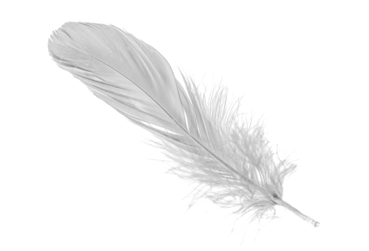 white goose feathers on a white background