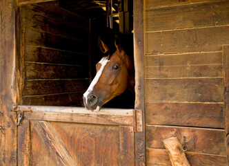A brown hose peeking out af a stable and looking at camera