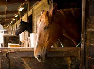 Fototapeta premium Two horses at a rustic stable with thier heads out of a door